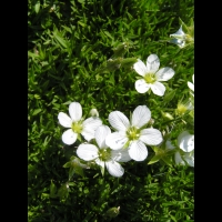 Arenaria Rosani (fam Caryophyllacees) (Europe meridionale) (01)